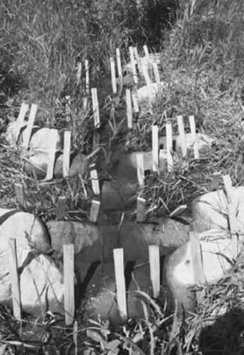 On Mycoremediation: An Interview With Paul Stamets